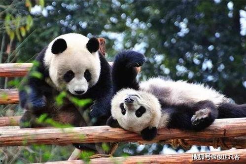西安熊猫爆料事件最新 第2张 西安熊猫爆料事件最新 第2张